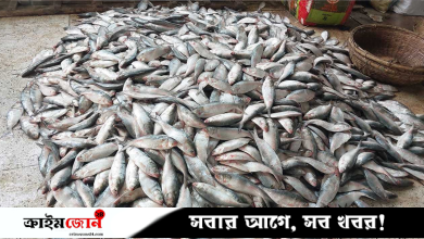 এক ট্রলারেই ১৯৫ মণ ইলিশ,মৎস্যজীবীদের আনন্দ