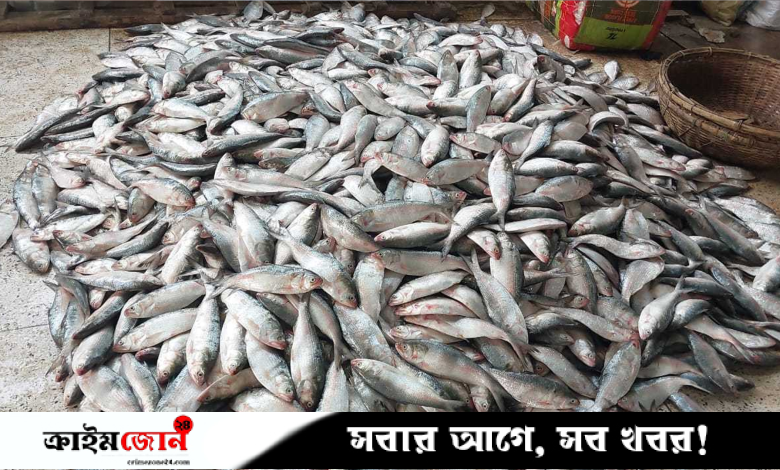 এক ট্রলারেই ১৯৫ মণ ইলিশ,মৎস্যজীবীদের আনন্দ