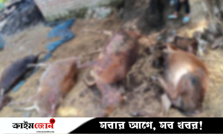 গভীর রাতে গোয়াল ঘরে আগুন, পুড়ল ৭ গরু, ক্ষতি ৬ লাখ টাকা
