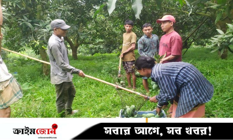 বিদেশি ফলে স্বদেশ জয়, বাজারদরে চাষিরা বেজার