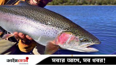 পানি থেকে তোলার পর মাছ কতক্ষণ যন্ত্রণায় ছটফট করে, জানালেন বিজ্ঞানীরা