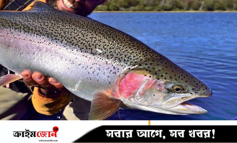পানি থেকে তোলার পর মাছ কতক্ষণ যন্ত্রণায় ছটফট করে, জানালেন বিজ্ঞানীরা