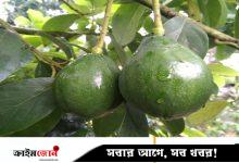 ঝিনাইদহে অ্যাভোকাডোর বাণিজ্যিক চাষ, বাড়ছে চাহিদা