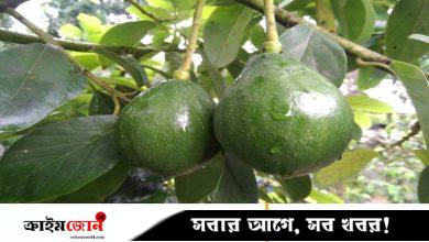 ঝিনাইদহে অ্যাভোকাডোর বাণিজ্যিক চাষ, বাড়ছে চাহিদা