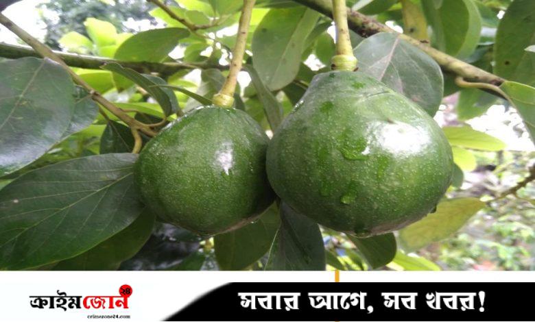 ঝিনাইদহে অ্যাভোকাডোর বাণিজ্যিক চাষ, বাড়ছে চাহিদা