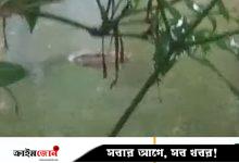 হাতিয়ায় পুকুরে কুমিরসদৃশ প্রাণী, এলাকাজুড়ে চাঞ্চল্য