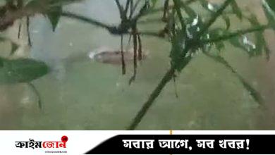 হাতিয়ায় পুকুরে কুমিরসদৃশ প্রাণী, এলাকাজুড়ে চাঞ্চল্য