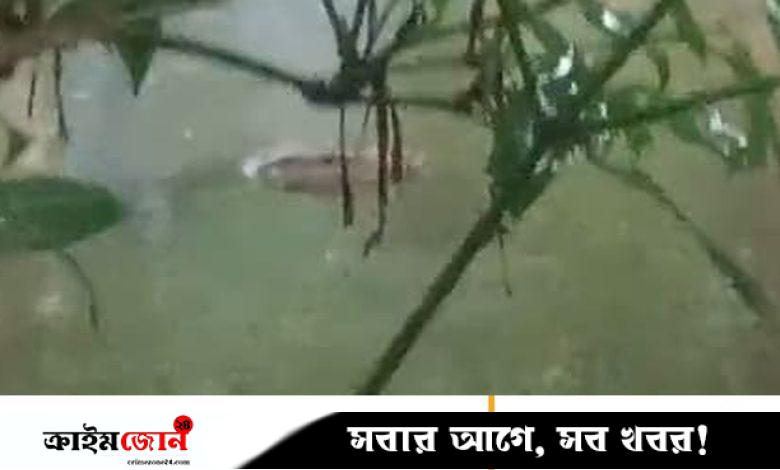হাতিয়ায় পুকুরে কুমিরসদৃশ প্রাণী, এলাকাজুড়ে চাঞ্চল্য