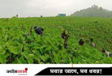 পাহাড়ে মুখী কচু চাষে ঝুঁকছেন মানুষ