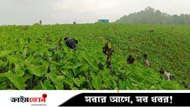 পাহাড়ে মুখী কচু চাষে ঝুঁকছেন মানুষ