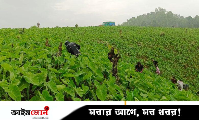 পাহাড়ে মুখী কচু চাষে ঝুঁকছেন মানুষ