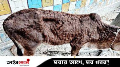 ঠাকুরগাঁওয়ে লাম্পি স্কিন রোগে ৭২ গরুর মৃত্যু