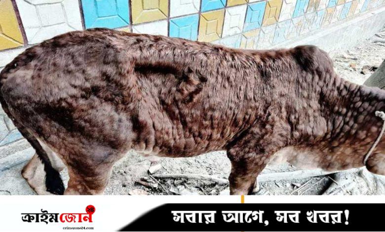 ঠাকুরগাঁওয়ে লাম্পি স্কিন রোগে ৭২ গরুর মৃত্যু