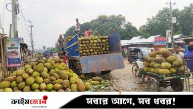 টাঙ্গাইলের মধুপুরে কাঁঠালের বাম্পার ফলন