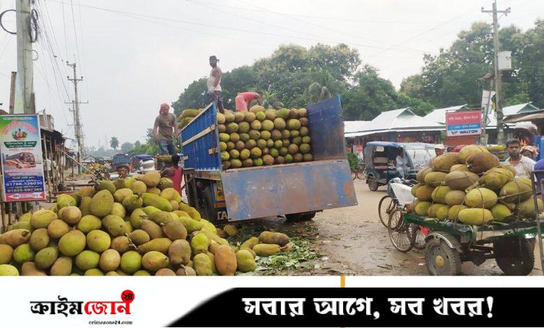 টাঙ্গাইলের মধুপুরে কাঁঠালের বাম্পার ফলন