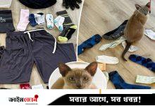 অকল্যান্ডের অপরাধ জগতের নতুন ‘আতঙ্ক’ এক বিড়াল, অন্তর্বাস চুরি যার নেশা