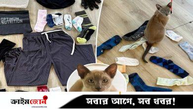 অকল্যান্ডের অপরাধ জগতের নতুন ‘আতঙ্ক’ এক বিড়াল, অন্তর্বাস চুরি যার নেশা