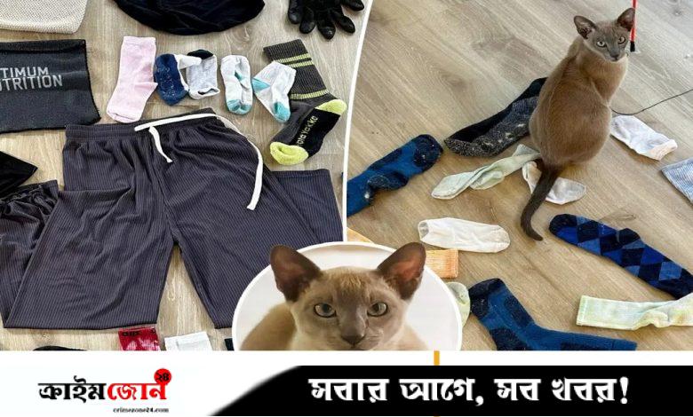 অকল্যান্ডের অপরাধ জগতের নতুন ‘আতঙ্ক’ এক বিড়াল, অন্তর্বাস চুরি যার নেশা