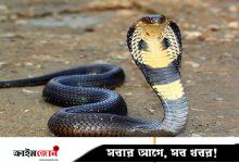 ভারতে এক বছরের শিশুর কামড়ে প্রাণ গেল বিষধর গোখরোর