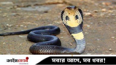 ভারতে এক বছরের শিশুর কামড়ে প্রাণ গেল বিষধর গোখরোর