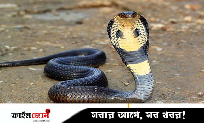 ভারতে এক বছরের শিশুর কামড়ে প্রাণ গেল বিষধর গোখরোর