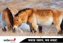 বিলুপ্তির কিনার থেকে ফিরে এল কখনো পোষ না মানা বুনো ঘোড়ার জাত