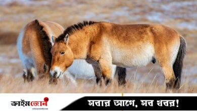 বিলুপ্তির কিনার থেকে ফিরে এল কখনো পোষ না মানা বুনো ঘোড়ার জাত