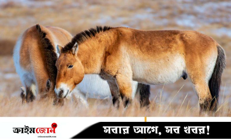 বিলুপ্তির কিনার থেকে ফিরে এল কখনো পোষ না মানা বুনো ঘোড়ার জাত