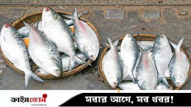 ডিপ ফ্রিজে ইলিশ সংরক্ষণ করবেন যেভাবে