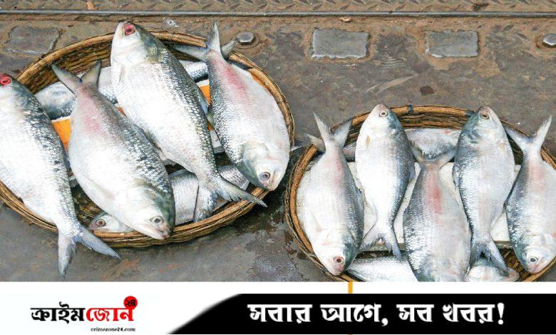ডিপ ফ্রিজে ইলিশ সংরক্ষণ করবেন যেভাবে