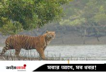 সংখ্যা বাড়লেও বাঘের অস্তিত্ব এখনো ঝুঁকিতে