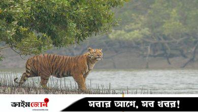 সংখ্যা বাড়লেও বাঘের অস্তিত্ব এখনো ঝুঁকিতে