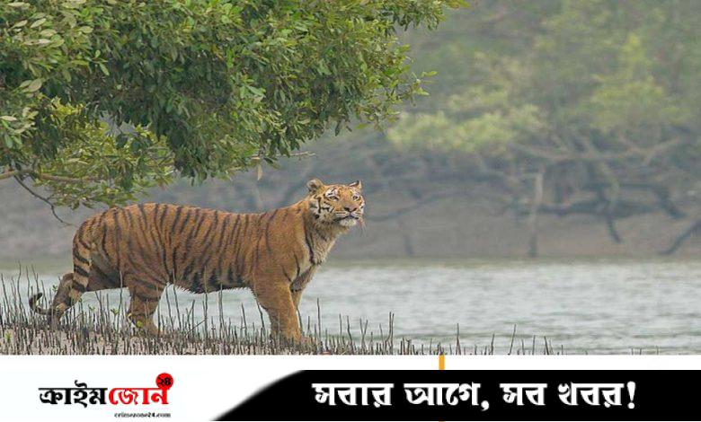 সংখ্যা বাড়লেও বাঘের অস্তিত্ব এখনো ঝুঁকিতে
