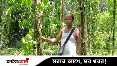 গোয়াইনঘাটে বাগানের দুই হাজার পানগাছের লতা কেটে ফেলল দুর্বৃত্তরা