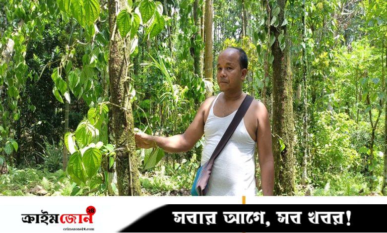 গোয়াইনঘাটে বাগানের দুই হাজার পানগাছের লতা কেটে ফেলল দুর্বৃত্তরা
