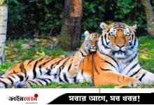 বাঘ সংরক্ষণে পাঁচ নারীর সাহসী লড়াই