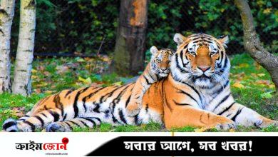 বাঘ সংরক্ষণে পাঁচ নারীর সাহসী লড়াই