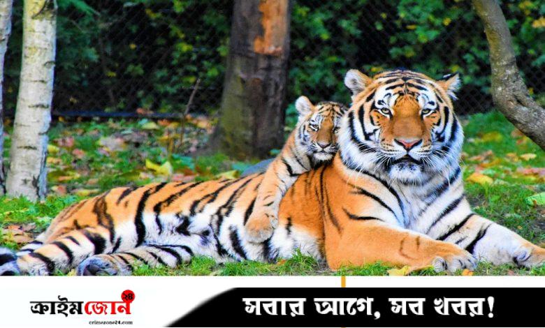 বাঘ সংরক্ষণে পাঁচ নারীর সাহসী লড়াই