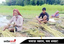 কাগজে কলমে বেড়েছে পাটের চাষ, কৃষকেরা বলছেন কমেছে