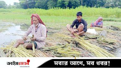 কাগজে কলমে বেড়েছে পাটের চাষ, কৃষকেরা বলছেন কমেছে