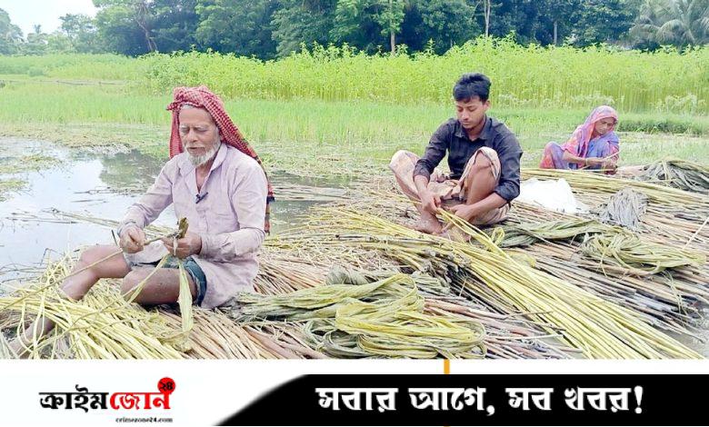 কাগজে কলমে বেড়েছে পাটের চাষ, কৃষকেরা বলছেন কমেছে