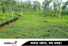 চা-শ্রমিকদের মজুরি বছরে ৫ শতাংশ হারে বাড়াতে রাজি বাগানমালিকেরা