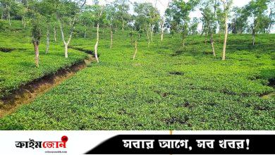 চা-শ্রমিকদের মজুরি বছরে ৫ শতাংশ হারে বাড়াতে রাজি বাগানমালিকেরা