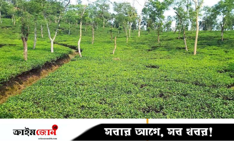 চা-শ্রমিকদের মজুরি বছরে ৫ শতাংশ হারে বাড়াতে রাজি বাগানমালিকেরা