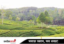 বৃষ্টিভেজা চায়ের বাগান