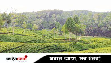 বৃষ্টিভেজা চায়ের বাগান
