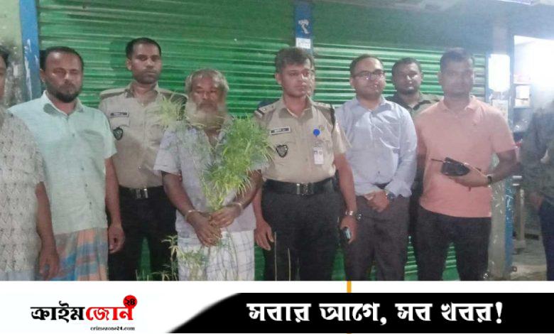 সবজির আড়ালে চাষ হচ্ছিল গাঁজা, গাছসহ চাষি আটক