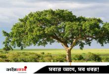 বৃক্ষরোপণ—সবুজে আঁকা ইবাদতের ছবি