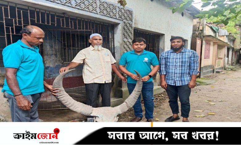 ১৮৫ বছরের পুরোনো বুনো মহিষের শিং পাহাড়পুর জাদুঘরে হস্তান্তর