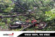 ধানমন্ডিতে ভেঙে পড়ল ৪০ বছরের পুরোনো মেহগনি গাছ—নারী আহত, ক্ষতিগ্রস্ত ৪টি গাড়ি